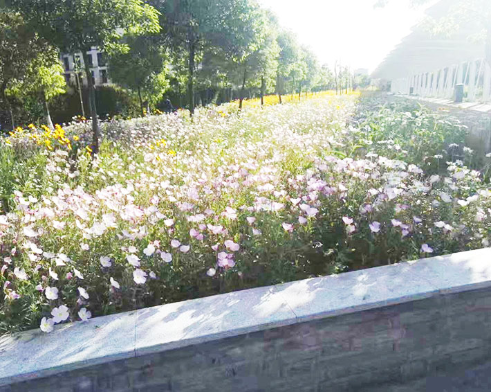 園林綠化的這些好處，你知道嗎？