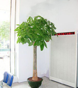 蘇州花卉租賃有什么好處？
